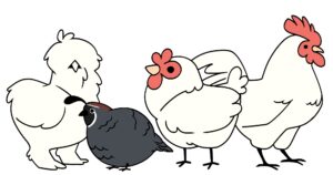Line-up of a lot of different kinds of chickens standing in a row, including a rooster, a silkie, a quail and a common layer hen