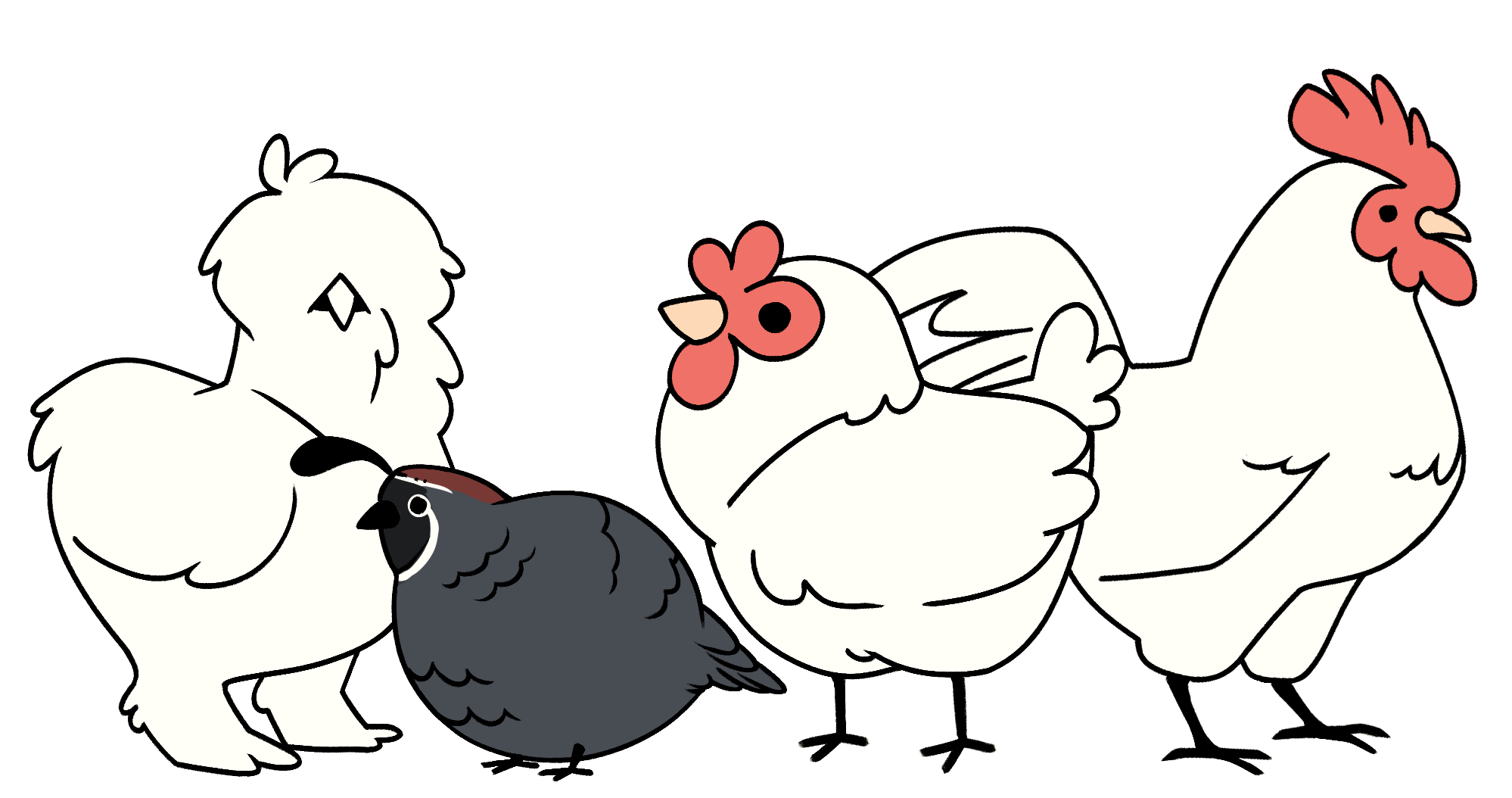 Line-up of a lot of different kinds of chickens standing in a row, including a rooster, a silkie, a quail and a common layer hen