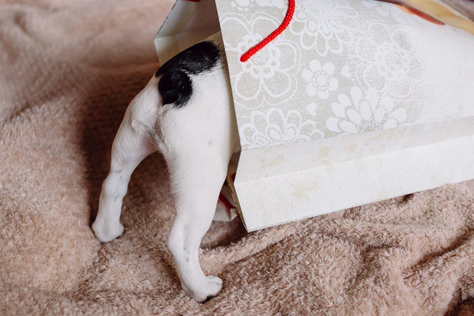 Image of small black and white dog searching under gift wrap for a present