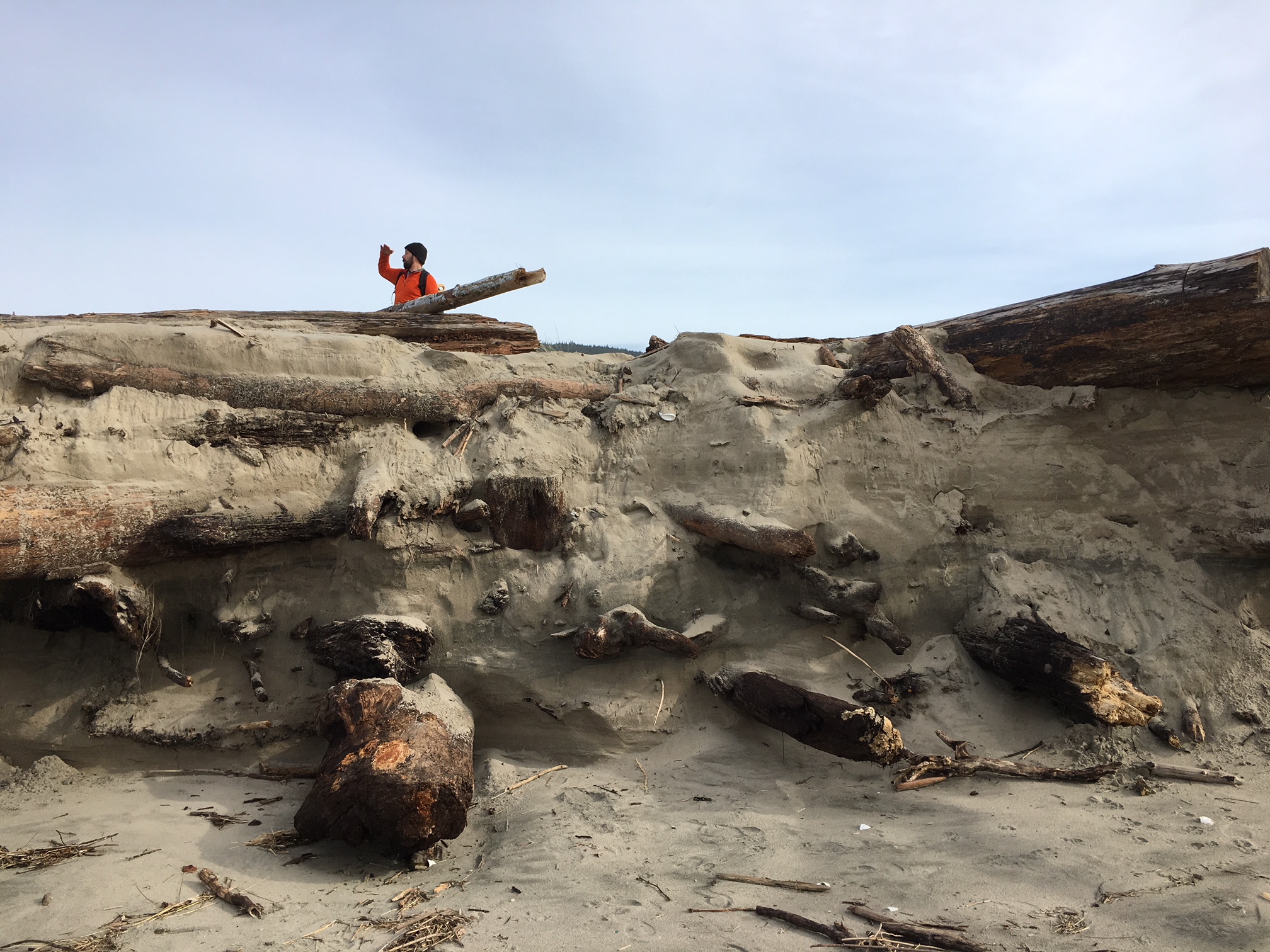 Man in a bright orange sweater standing on a large pile of big driftwood on a sand dune and peering out into the distance with his hand over his eyes to block the sun